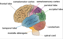 cerebrum lobes